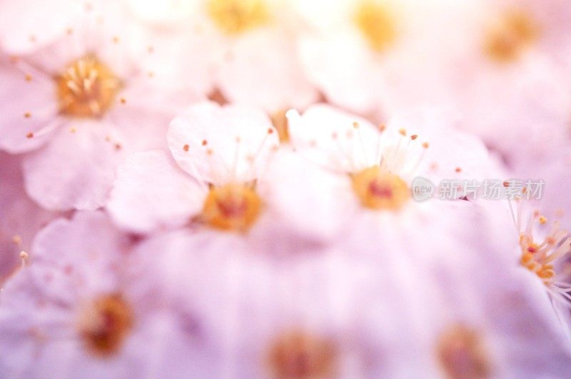 春天的花朵