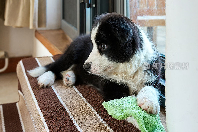 边境牧羊犬的小狗躺在花园的入口处，望着远方