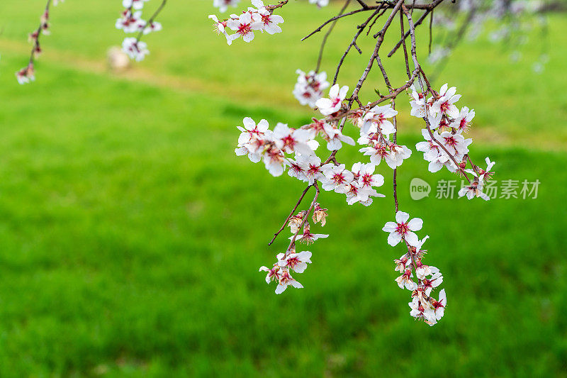 春天开花的树