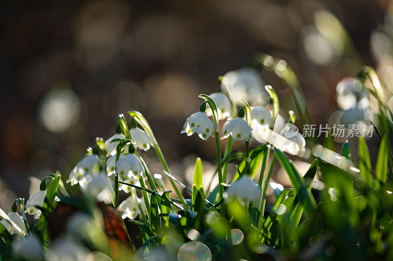 春天的雪花