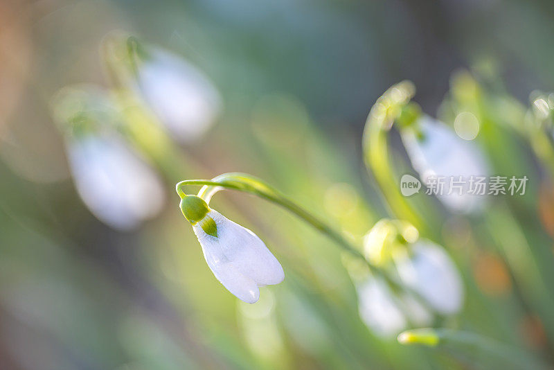 雪花莲