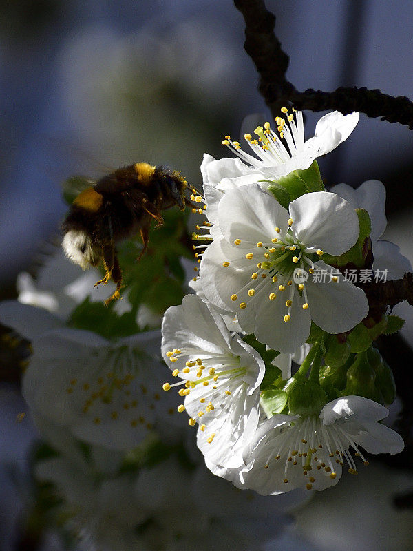 大黄蜂飞在樱花上采集花蜜。