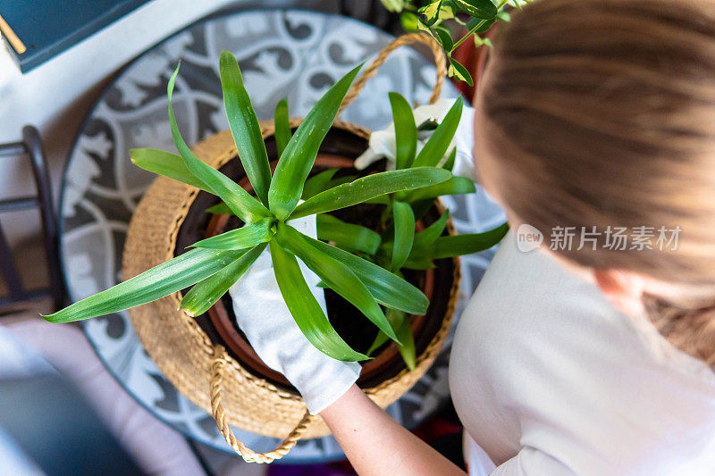 年轻女子美化和重新安排植物在她的阳台花园