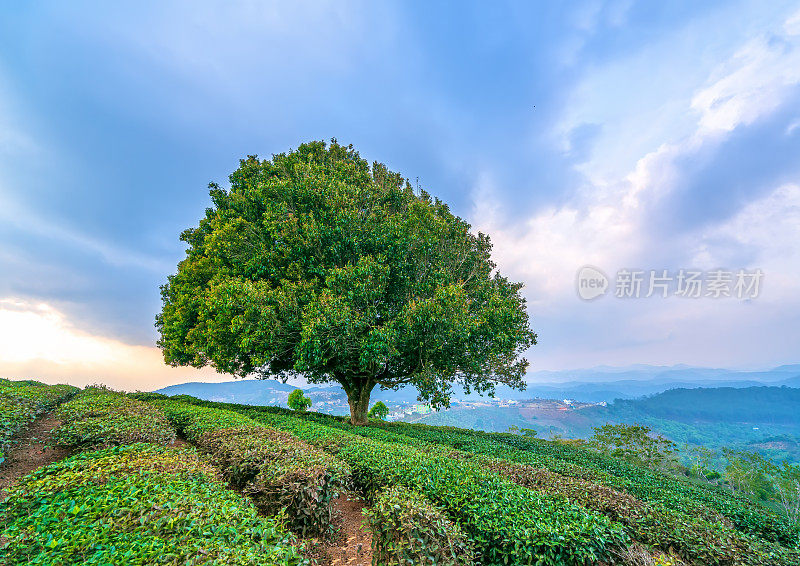 茶园间一棵孤零零的老树的剪影