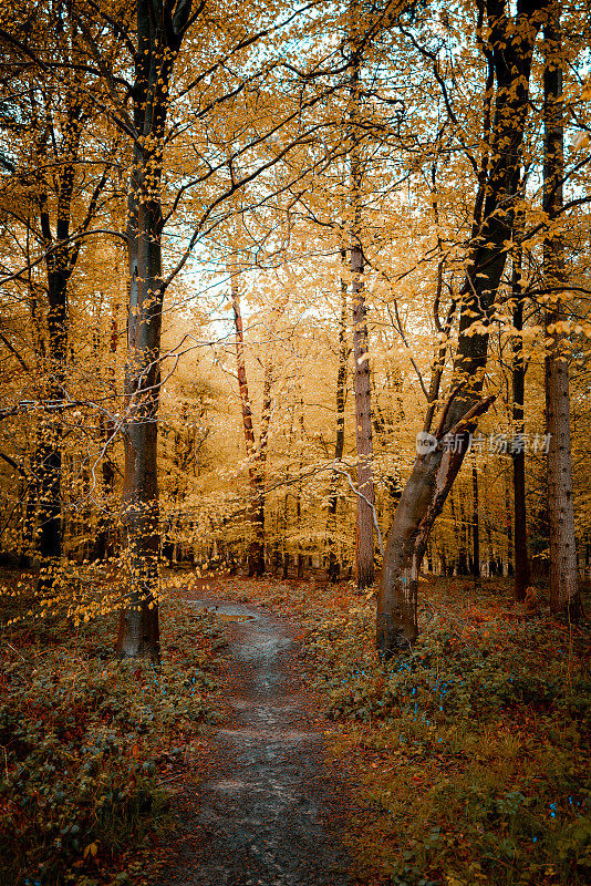 穿过魔法金色阳光照耀的森林的小路
