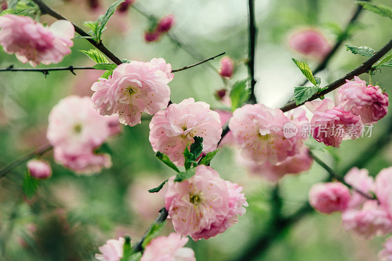 杏树开花