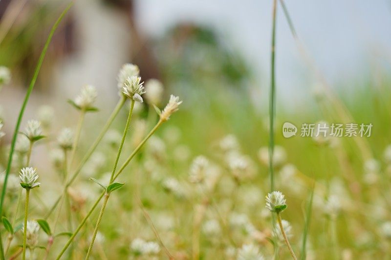 夏日草地上白色的花朵和模糊的图案