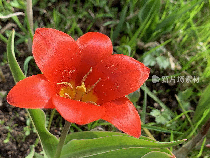 花园里长着一朵瑰丽的红花，当第一缕温暖的春天的阳光照射在它身上时，它立刻开放了，显示出它的全部美丽。