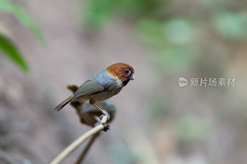 鹦鹉嘴鸟:成年短尾鹦鹉嘴