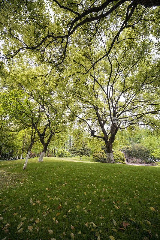 中国杭州西湖边的公园里有草坪和树木