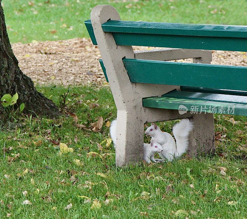 公园长椅下的两只白化松鼠