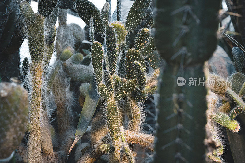 荒野西部的仙人掌景观