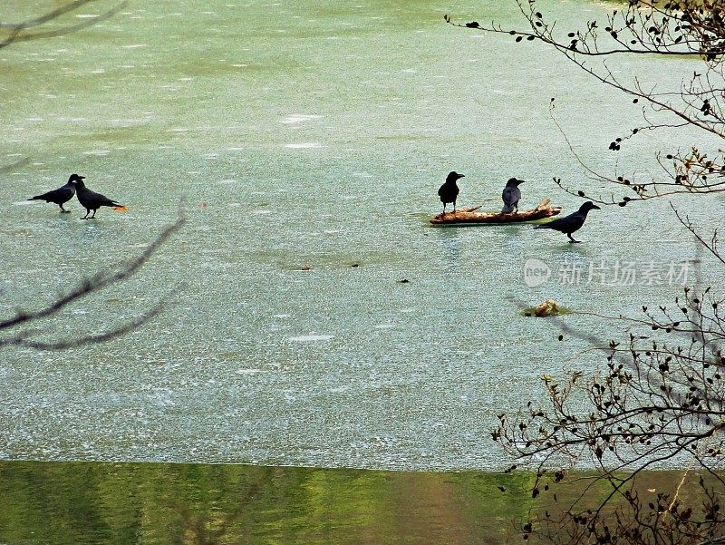 冬天乌鸦在结冰的湖面上