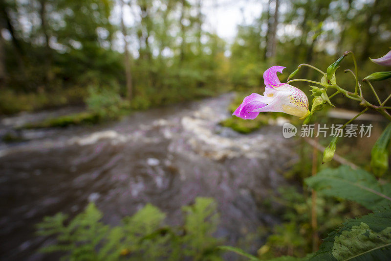 凤仙花glandulifera