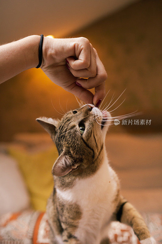 花斑猫从主人的手指里抓食物。