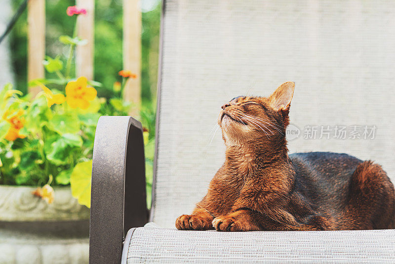 阿比西尼亚猫