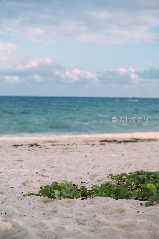 平静的海滩海景，沙丘和绿色的草