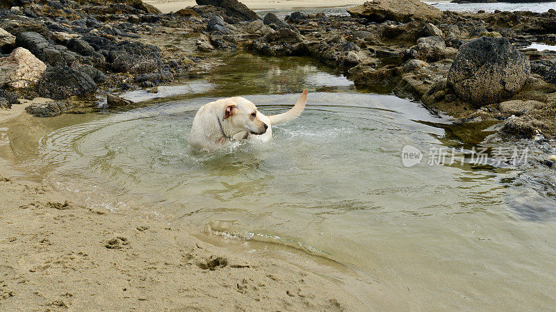 拉布拉多幼犬