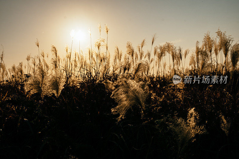 芦苇在风中摇曳