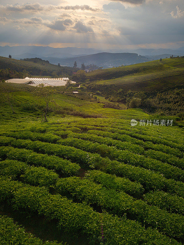 茶山