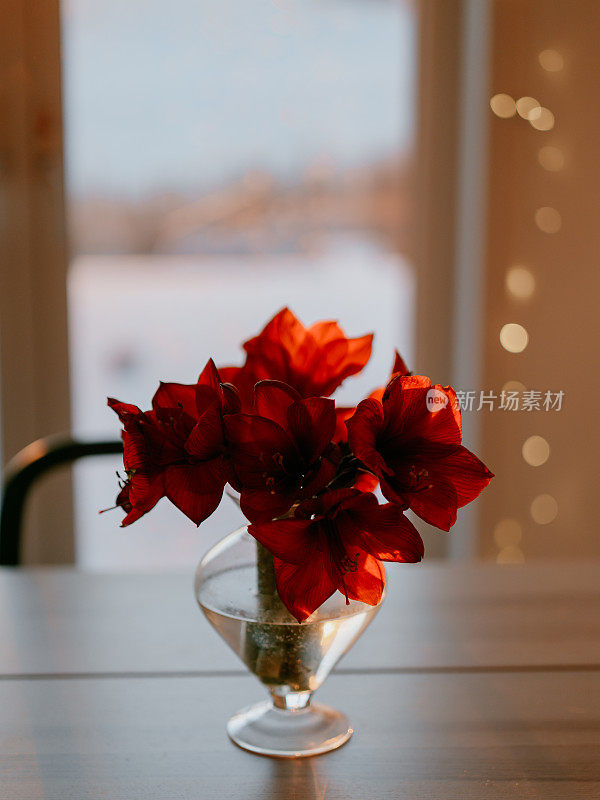 圣诞节时厨房餐桌上的孤挺花