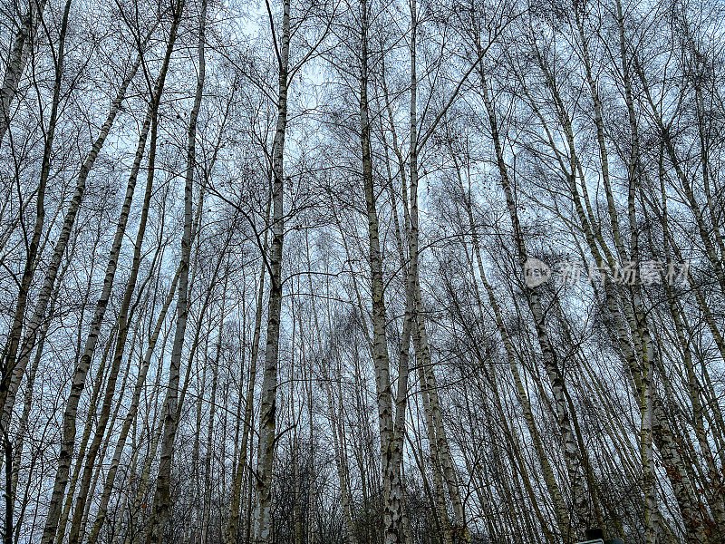 在冬天看光秃秃的树梢。