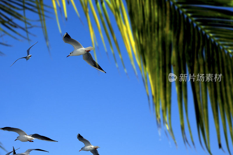 一群鸟儿在阳光明媚的蓝天上飞翔
