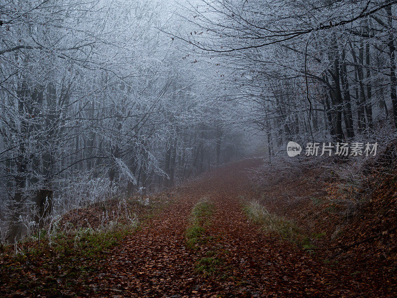 深秋，雾凇缭绕的神秘森林