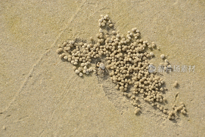 Sand-blubbler蟹