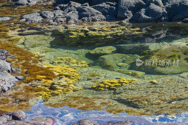 留尼汪岛，潮间带的火山池塘沿岸岩石