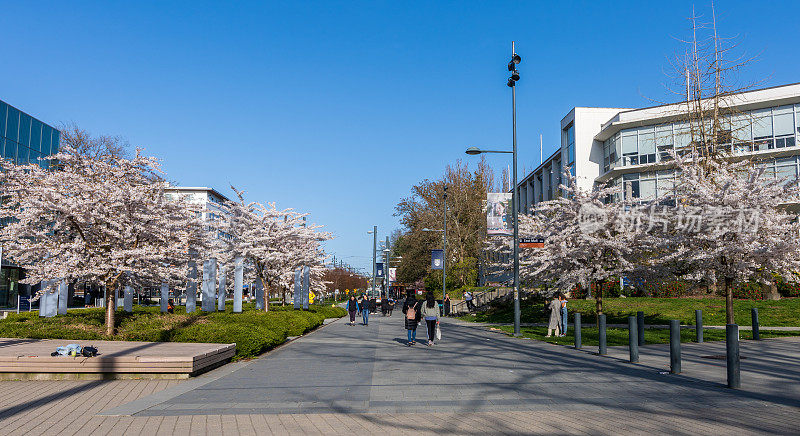 不列颠哥伦比亚大学(UBC)校区。樱花盛开。加拿大的温哥华BC