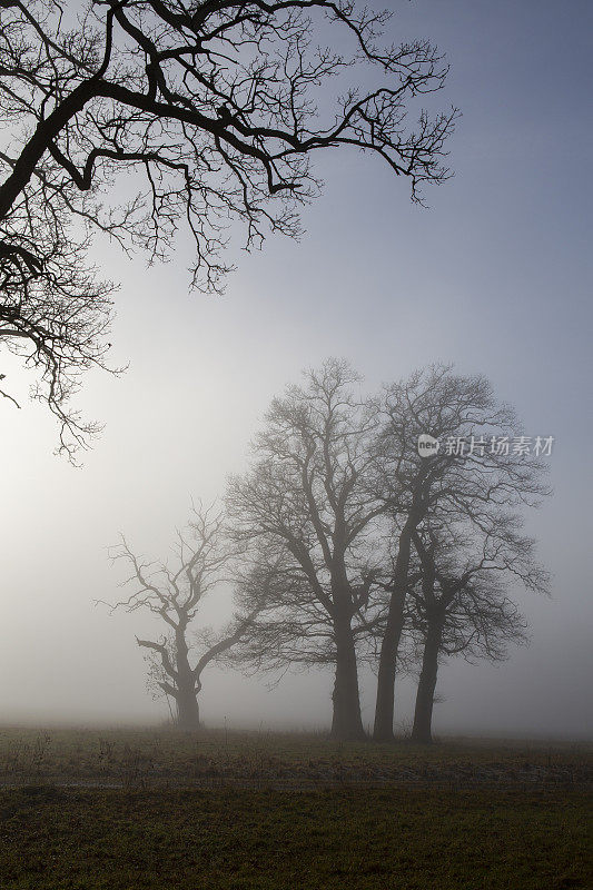 冬天，在雾蒙蒙的风景中光秃秃的树木