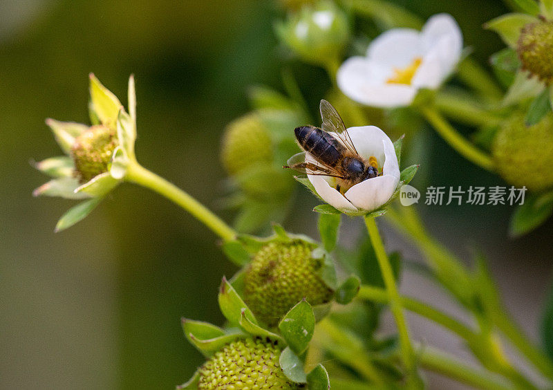 草莓花上的蜜蜂