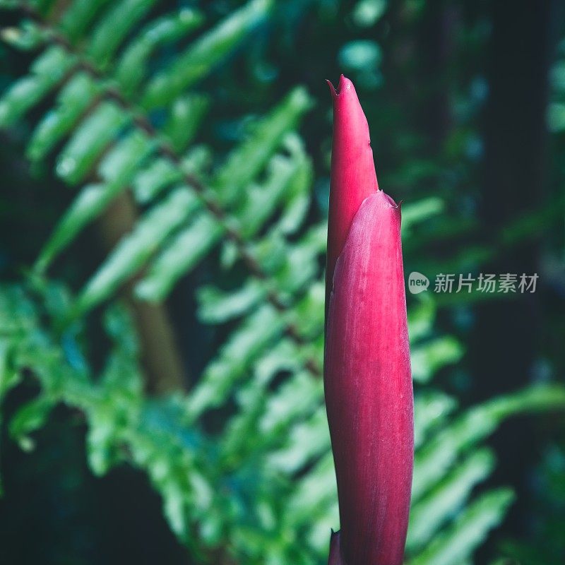 毛伊岛的姜植物开花的红色尖端，背景是绿色的蕨类植物