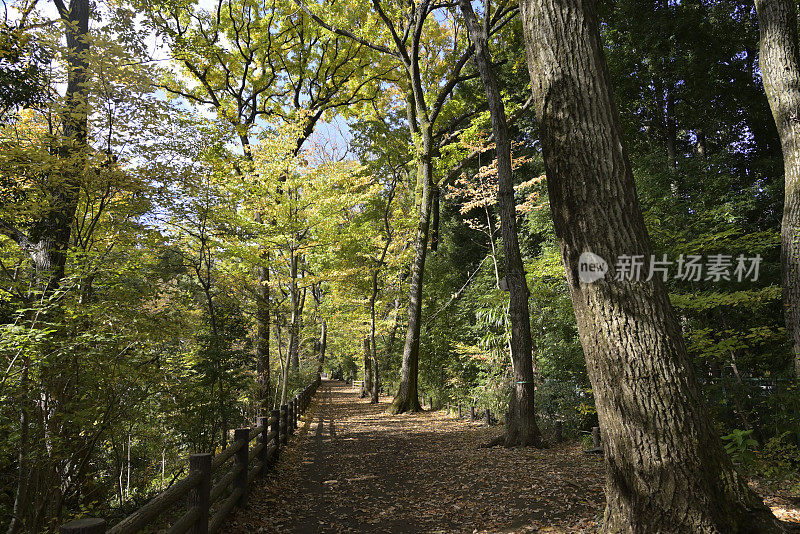 秋色美丽的树叶，Tamagawajosui，日本东京(2021年11月)