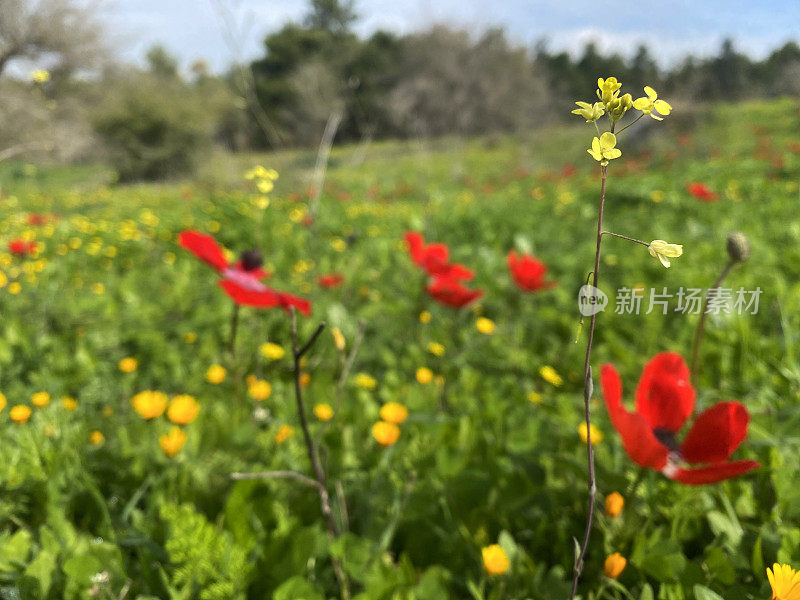 盛开的红色银莲花