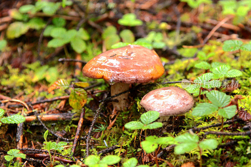 7月香格里拉山的可食用野生蘑菇