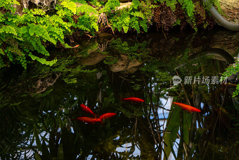 加拿大伊托比克百年公园温室的热带植物和水族馆。