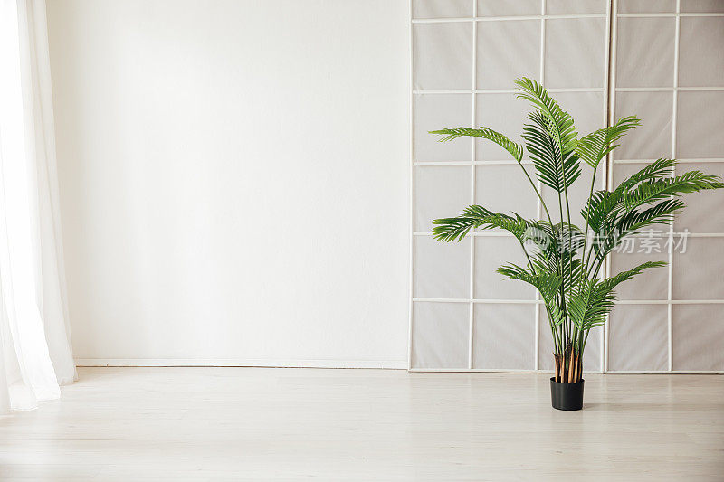室内白色房间与家庭绿色棕榈植物