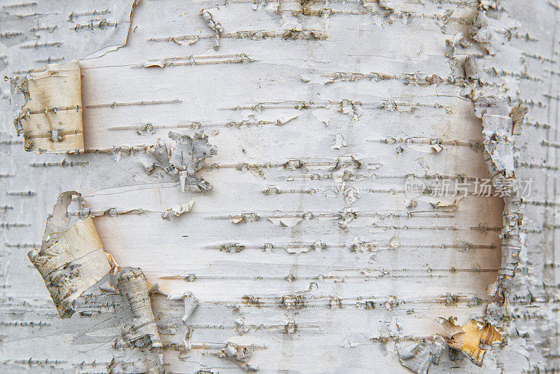 纸桦树上的树皮-特写