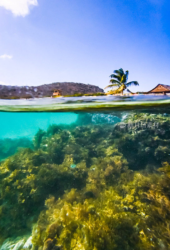 热带加勒比海洋生物珊瑚和水下海洋生物，海滩度假胜地和库拉索岛风景优美