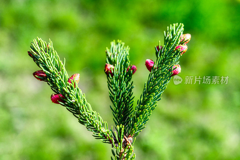 松针的细节