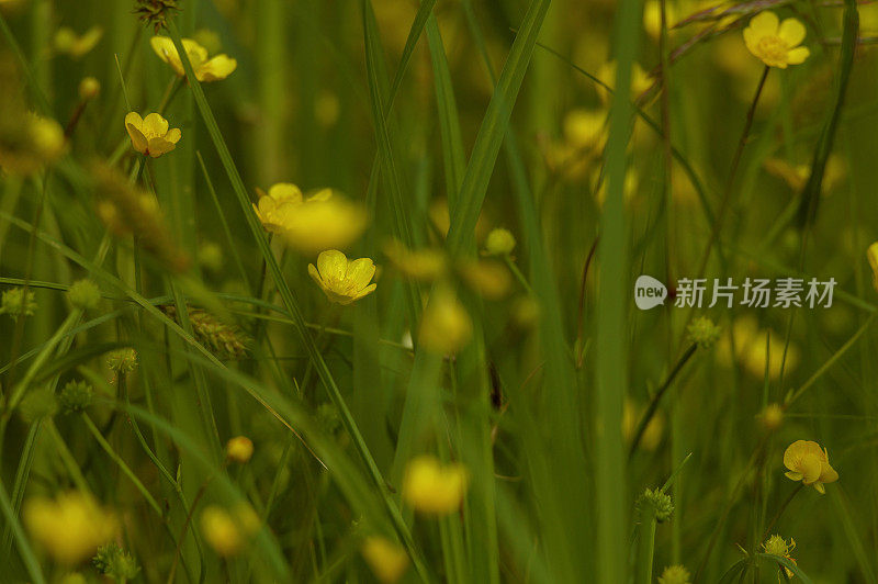 夏天黄色的田野开满了花