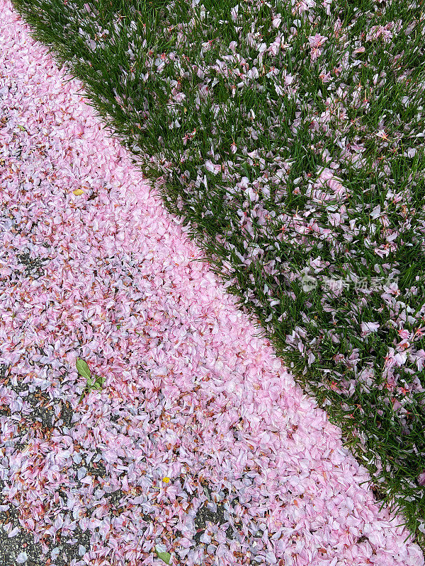 了樱桃花瓣