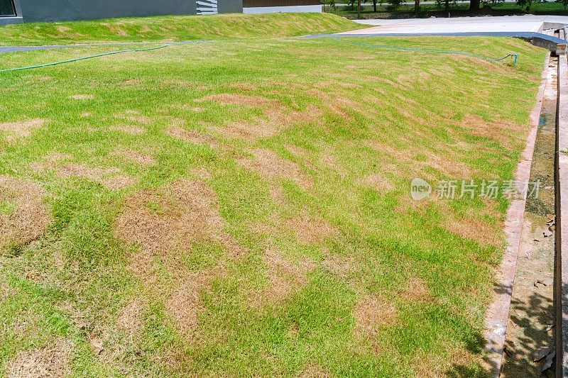 病虫害对草坪造成大量的破坏，草坪状况不佳，需要维护，园林绿化，庭院设计
