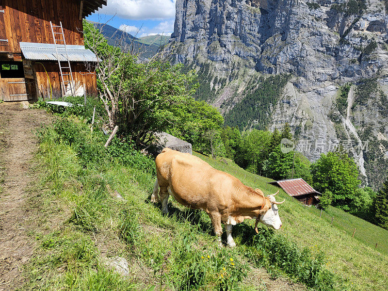 在Lauterbrunnen山谷上的一个村庄里吃草的奶牛。