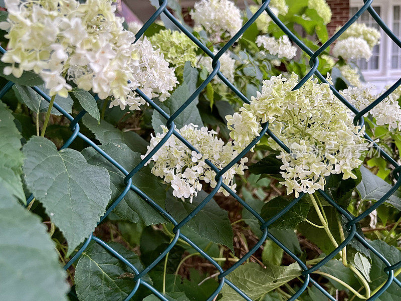 绣球花穿过铁丝网生长