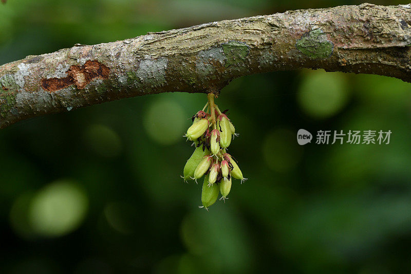 蜜枣果子的特写