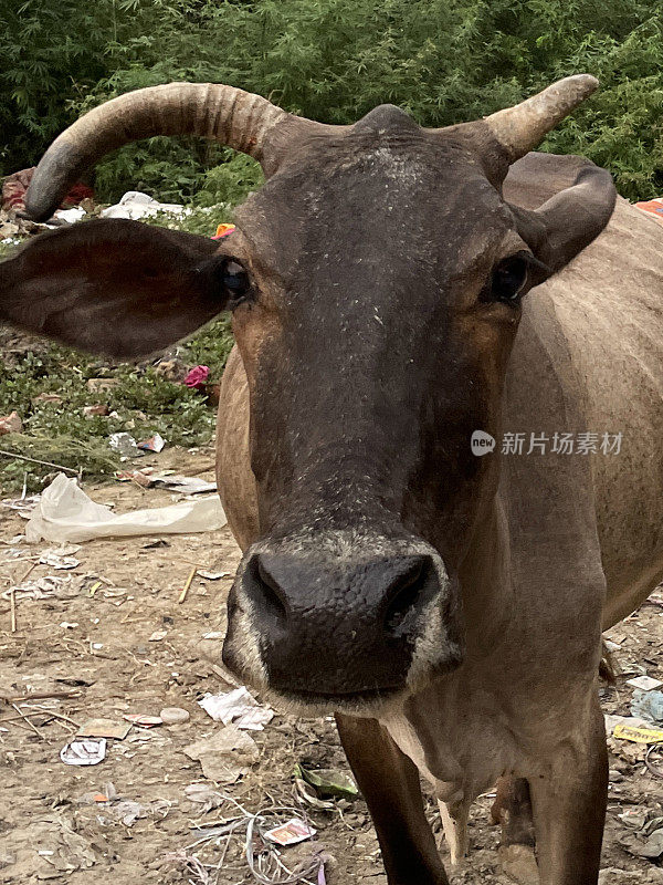 特写图像的印度野生圣牛在废墟上被苍蝇倾倒的垃圾，头部拍摄，看着相机，聚焦前景