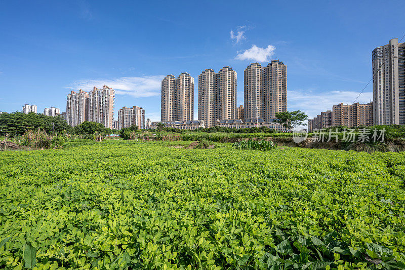 蓝天下的绿地和现代建筑